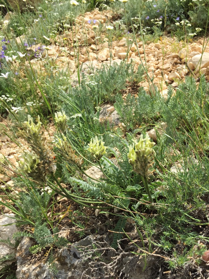 Astragalus mollis