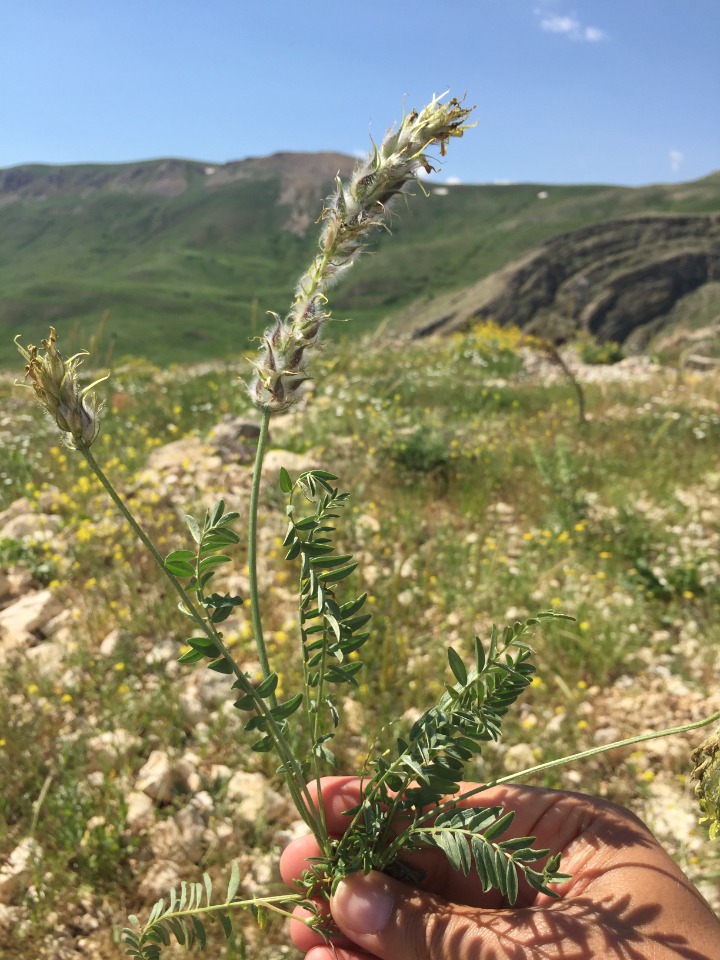 Astragalus mollis