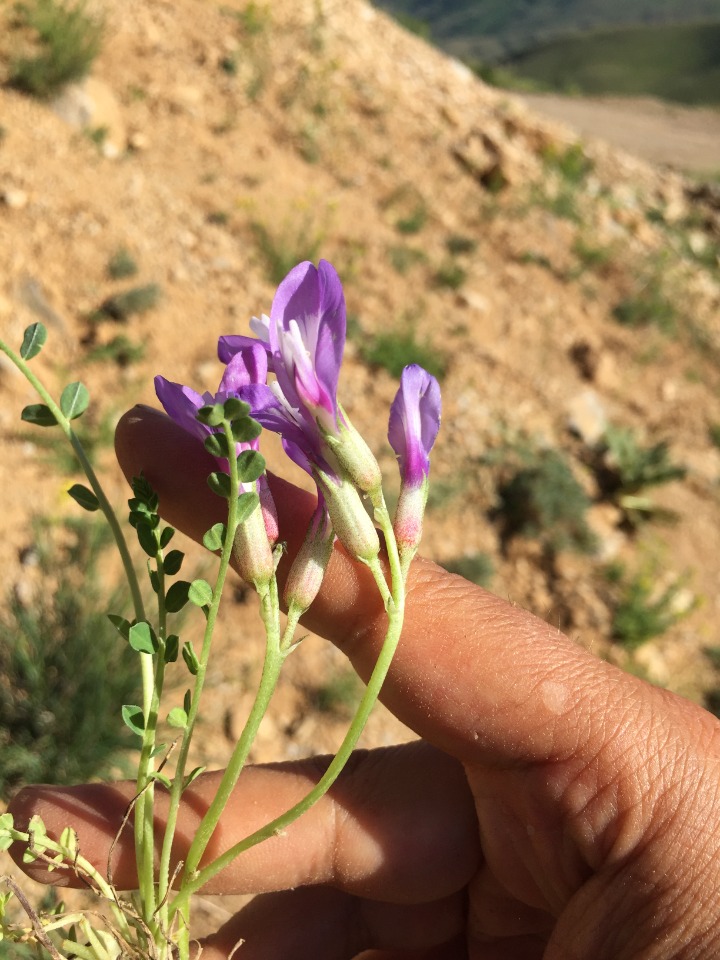 Astragalus nezaketiae