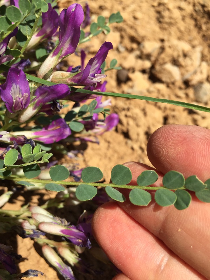 Astragalus nezaketiae