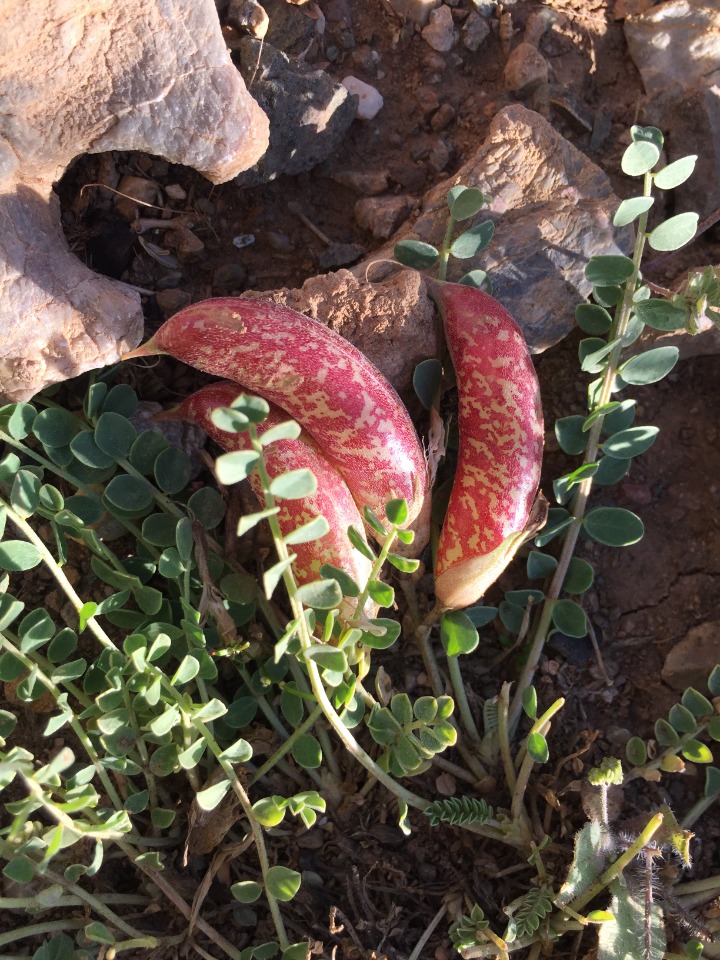 Astragalus nezaketiae