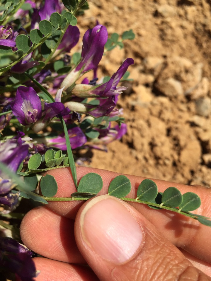 Astragalus nezaketiae