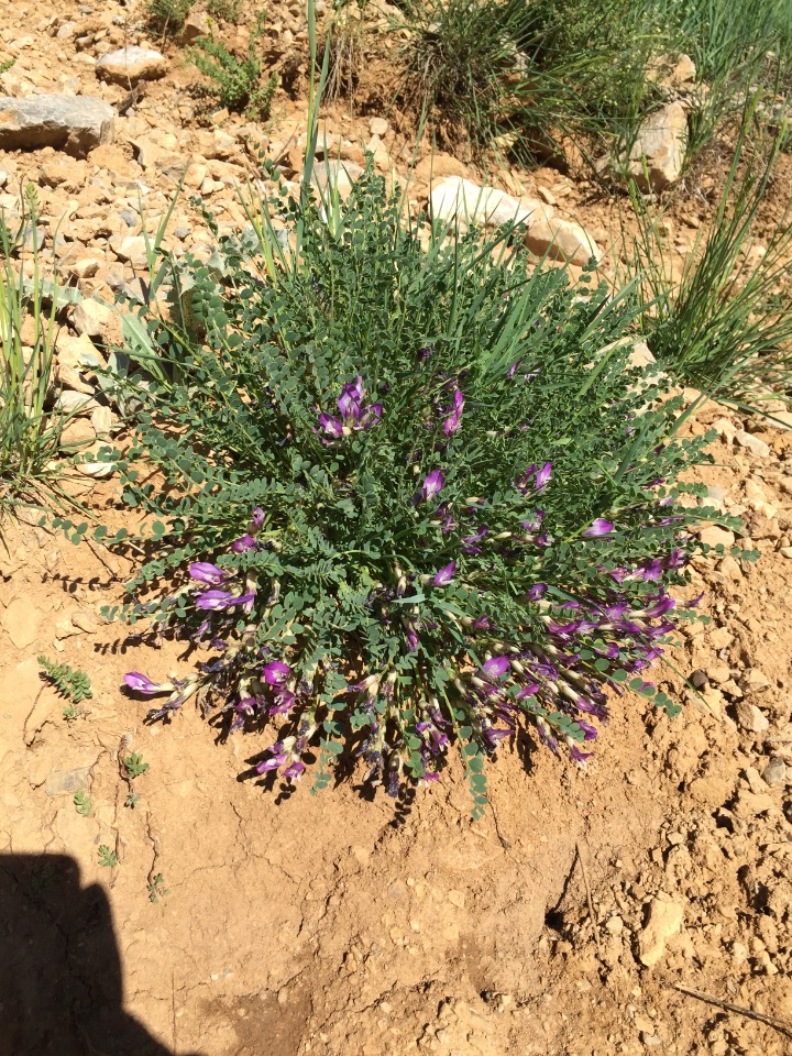 Astragalus nezaketiae