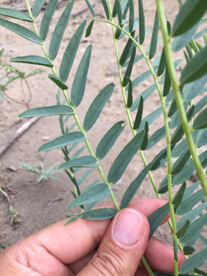 Astragalus ovinus