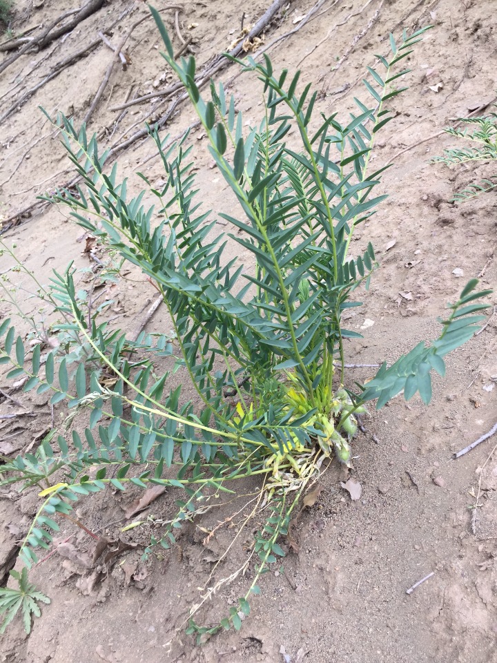 Astragalus ovinus