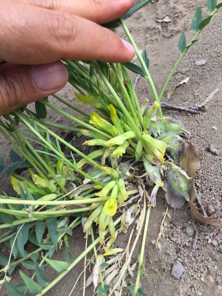 Astragalus ovinus