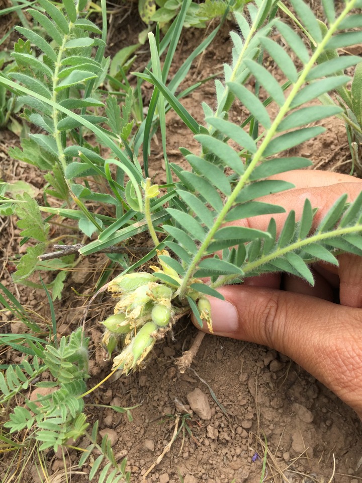 Astragalus pinetorum