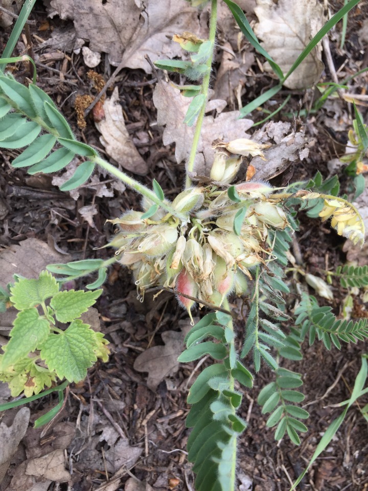 Astragalus pinetorum