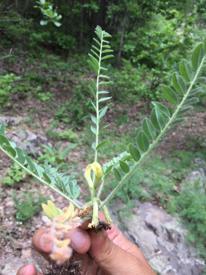 Astragalus pinetorum