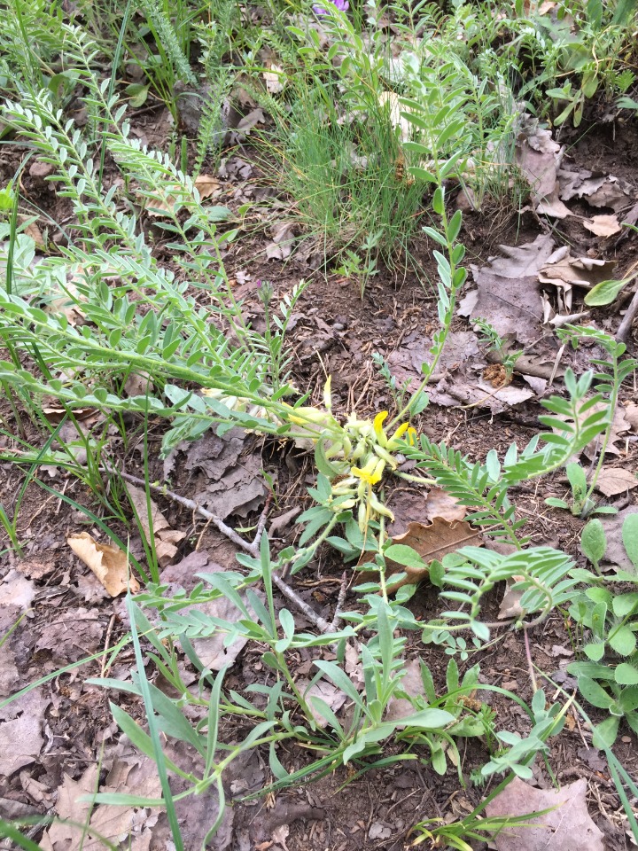 Astragalus pinetorum