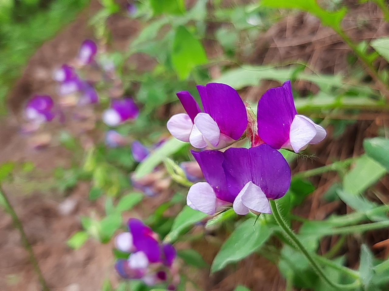 Lathyrus laxiflorus