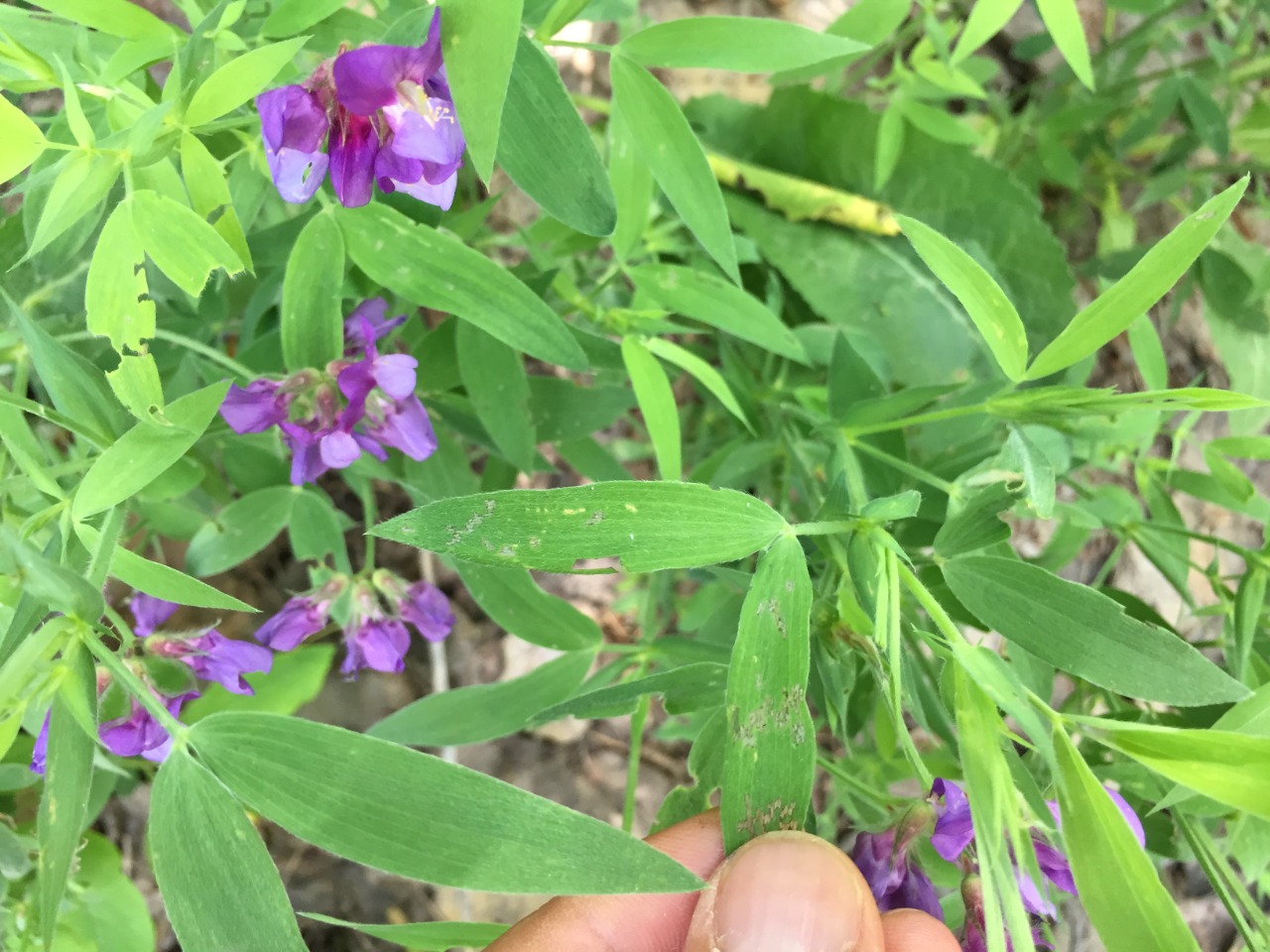 Lathyrus laxiflorus