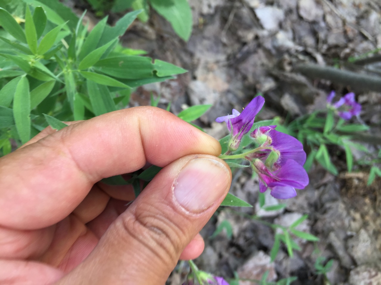 Lathyrus laxiflorus