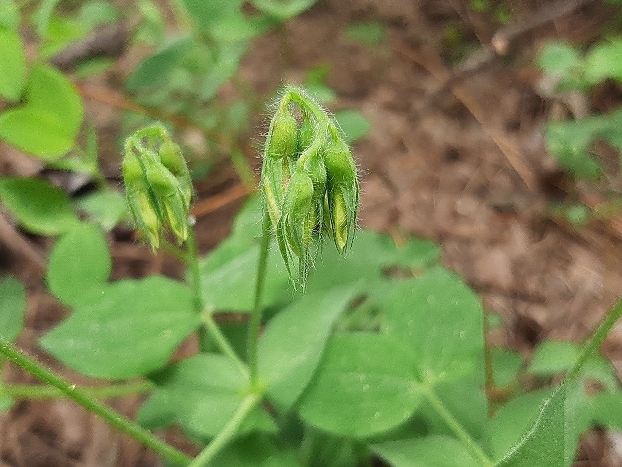 Lathyrus laxiflorus