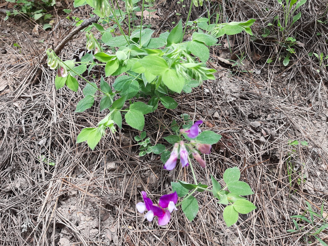 Lathyrus laxiflorus