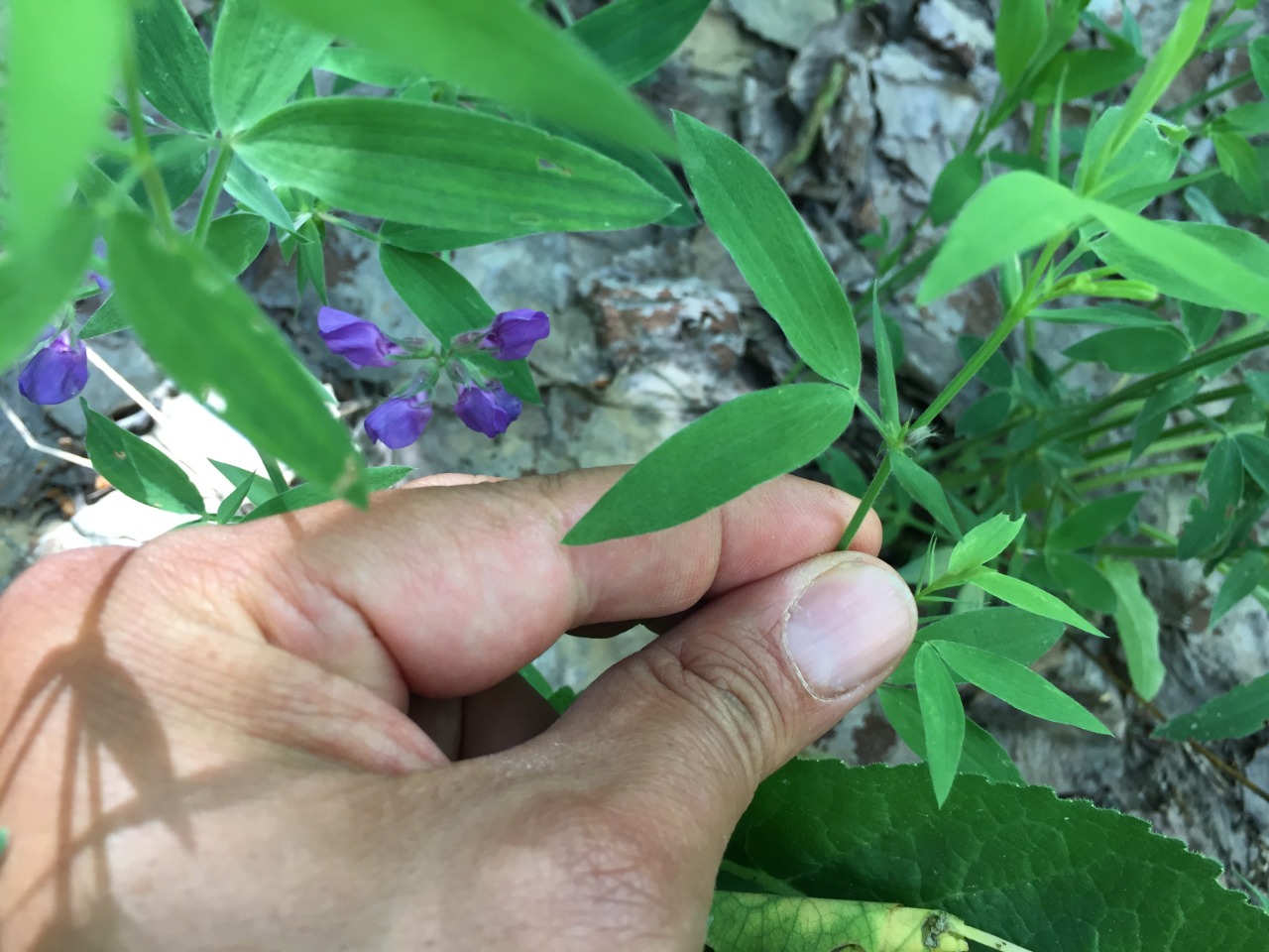 Lathyrus laxiflorus