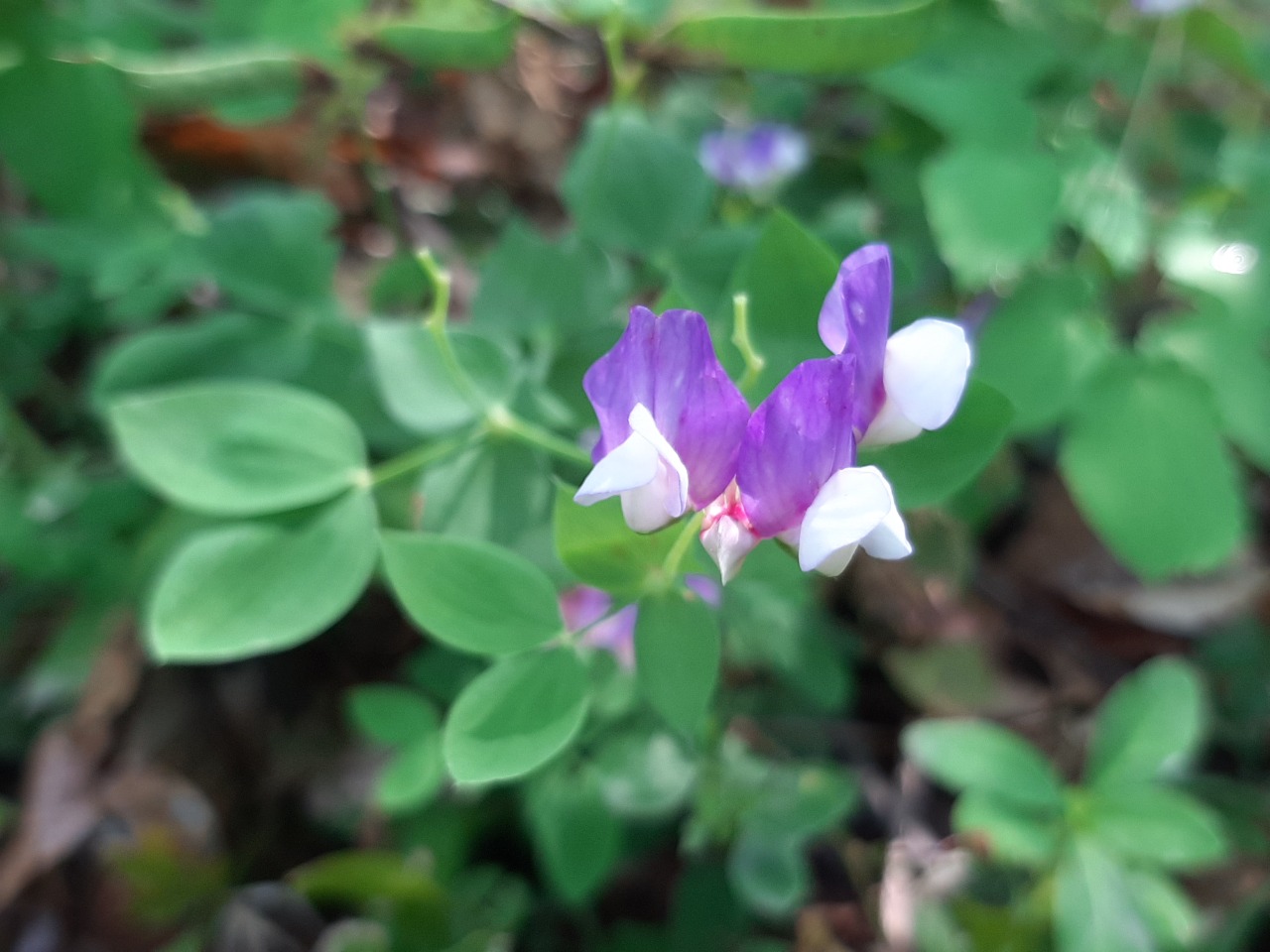 Lathyrus laxiflorus