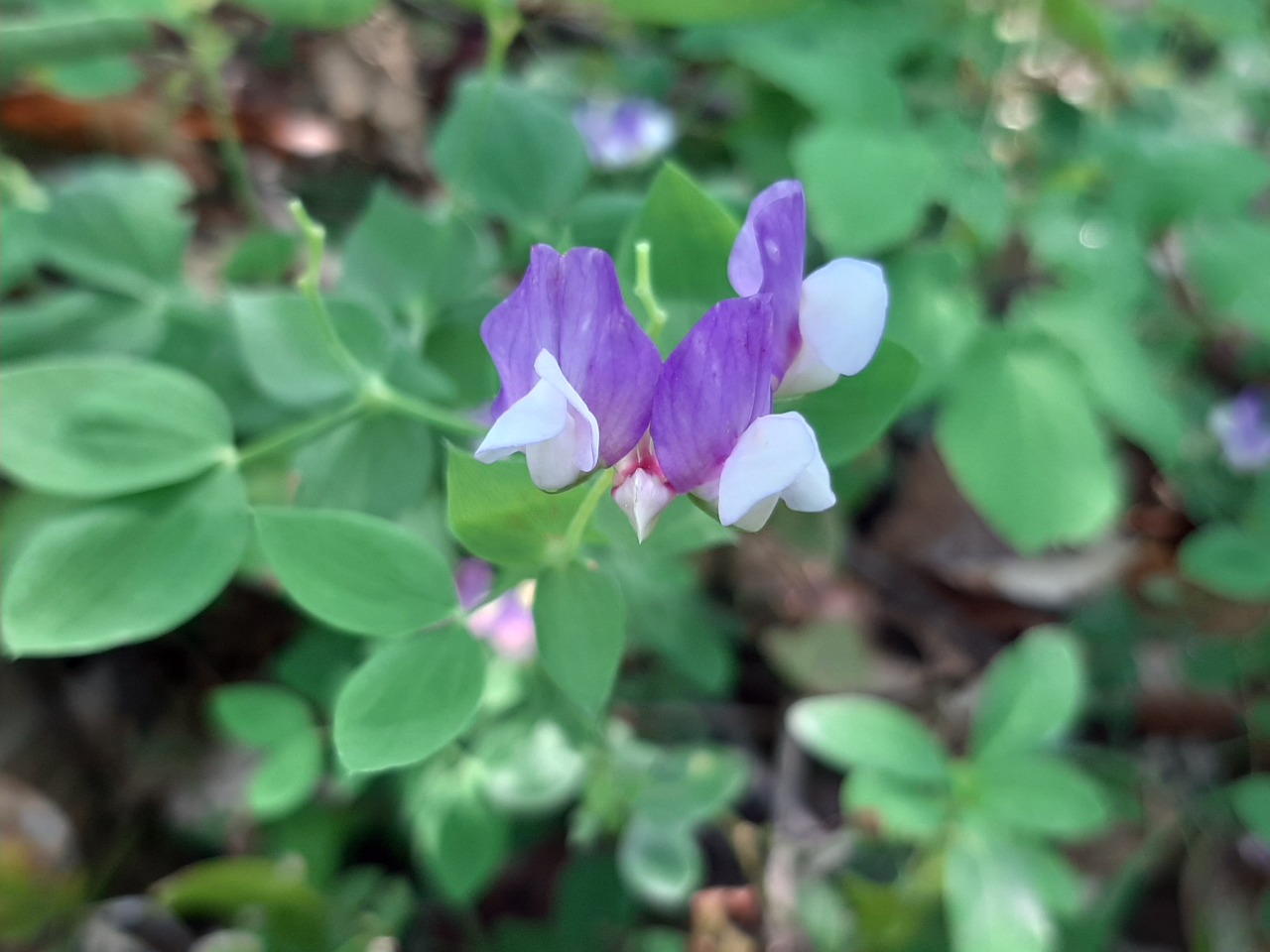 Lathyrus laxiflorus