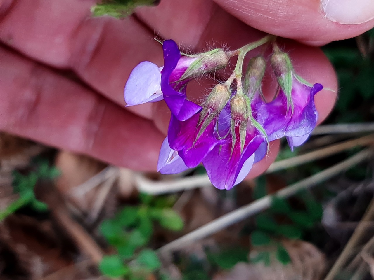 Lathyrus laxiflorus