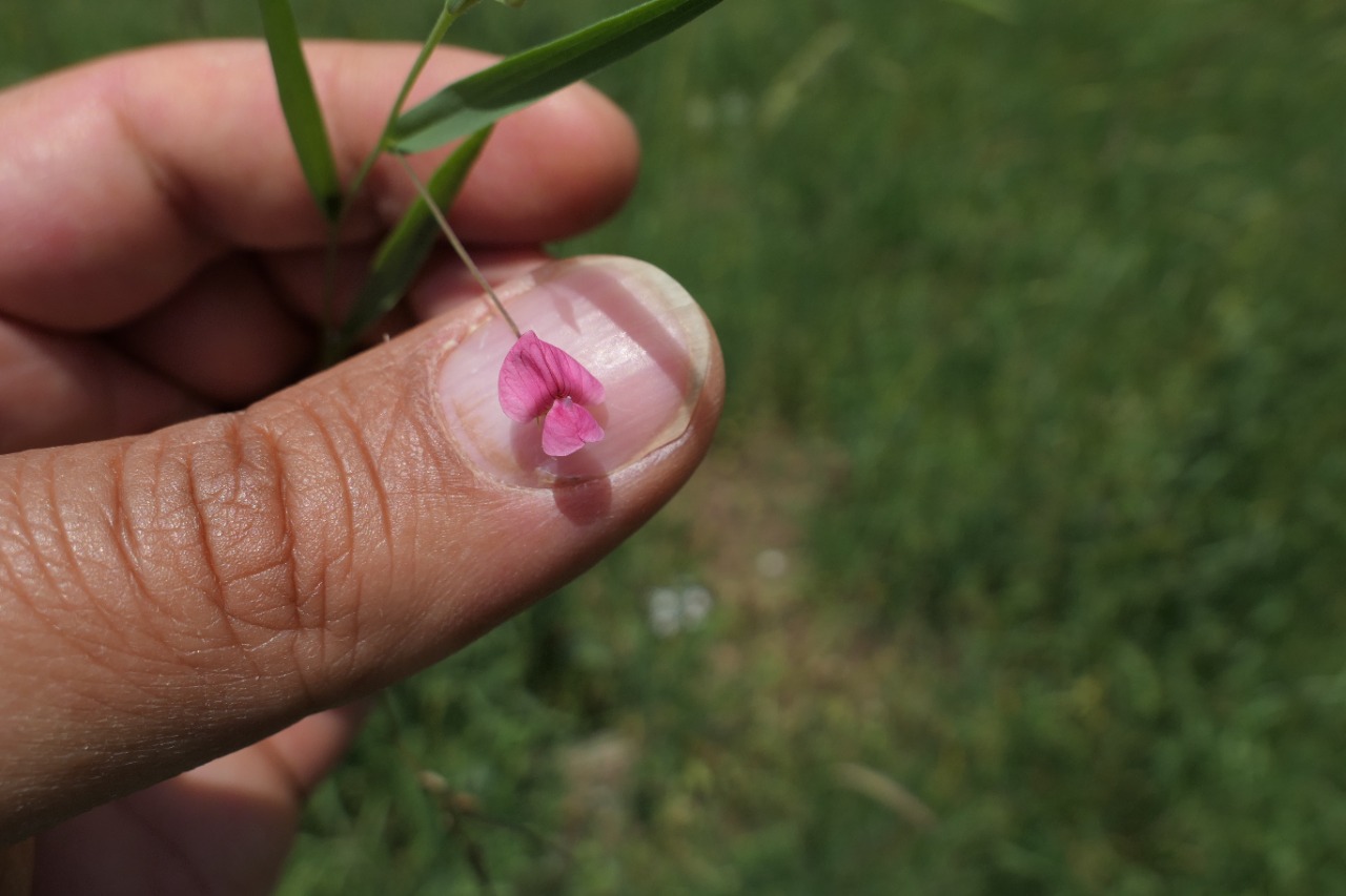 Lathyrus nissolia