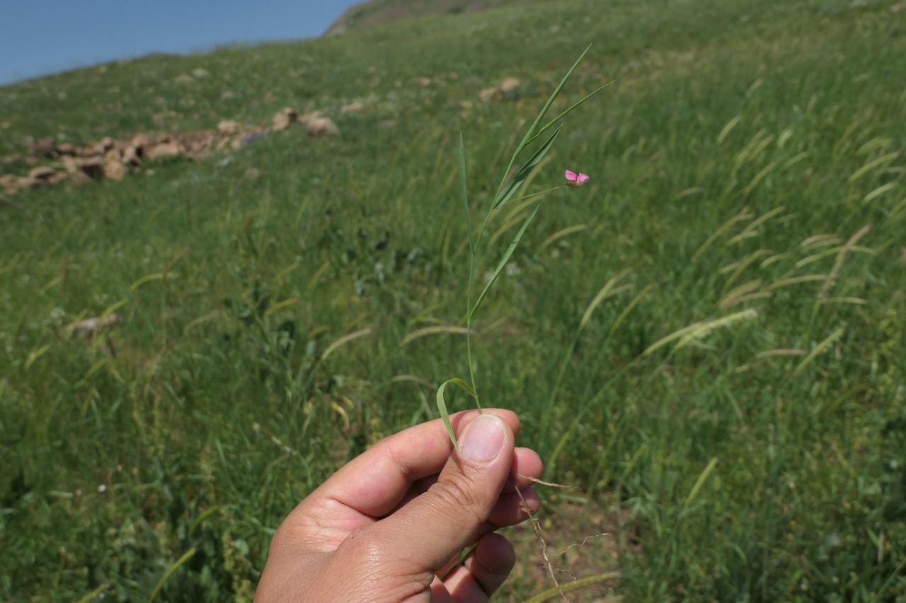 Lathyrus nissolia