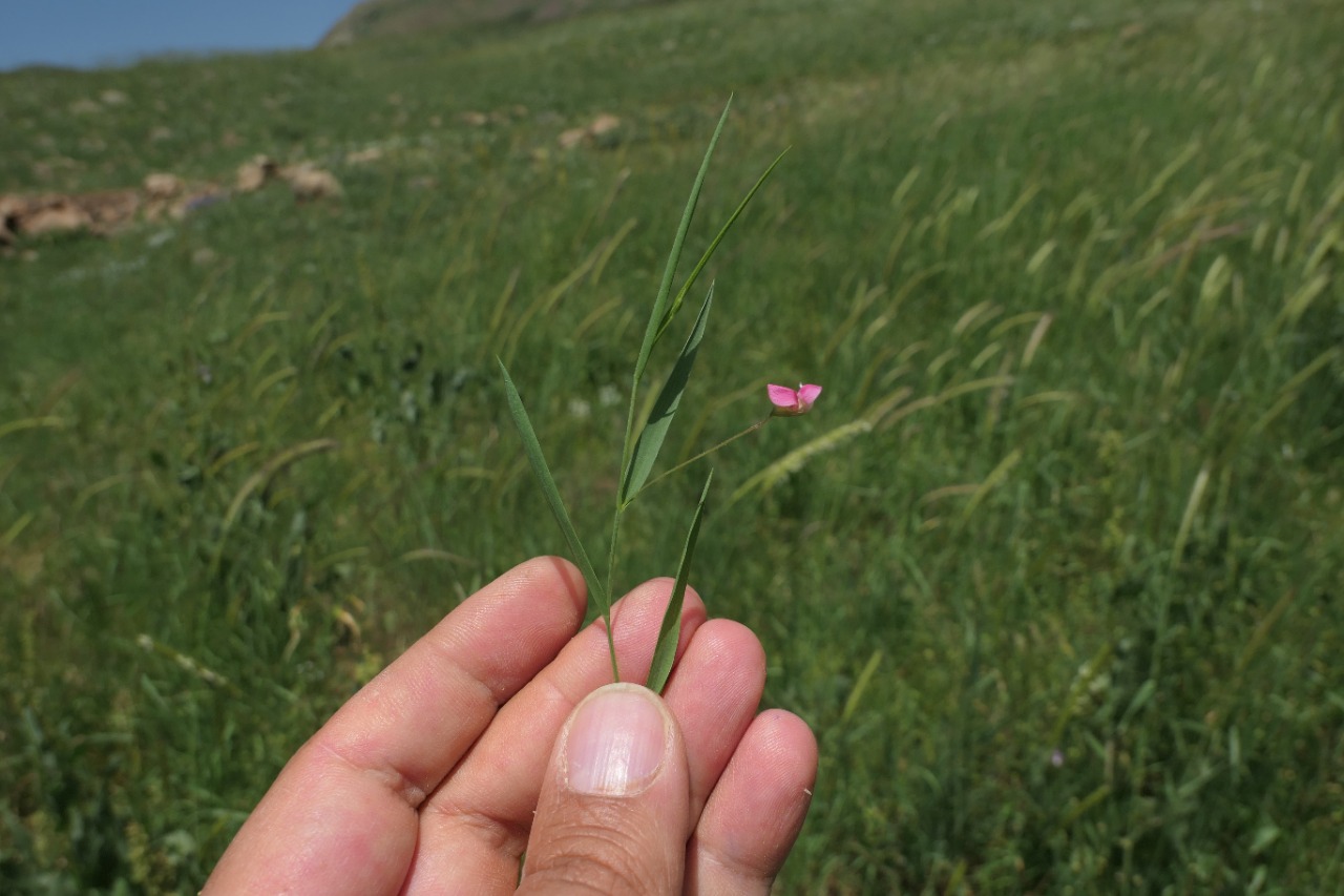 Lathyrus nissolia