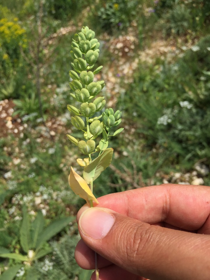 Trifolium arvense