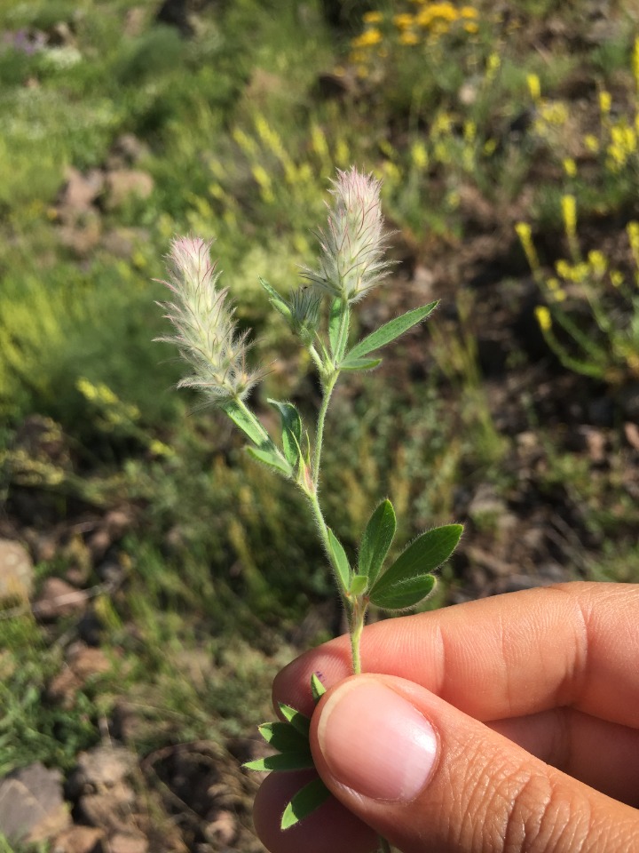 Trifolium arvense