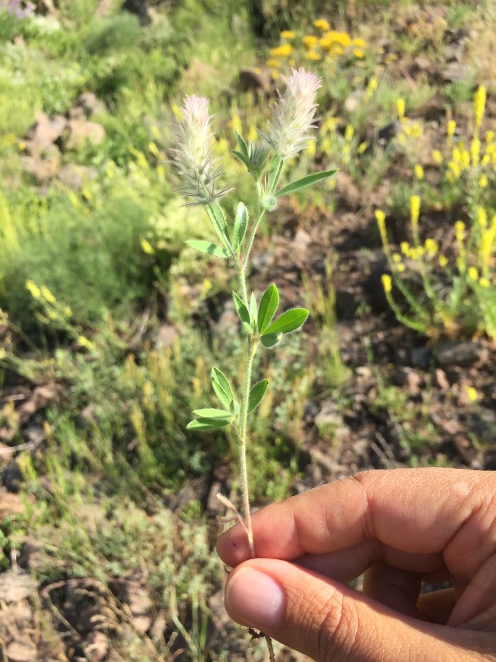 Trifolium arvense