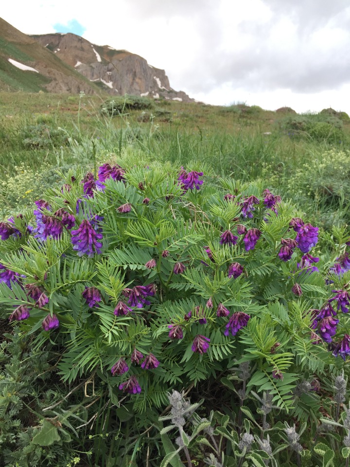 Vicia canescens