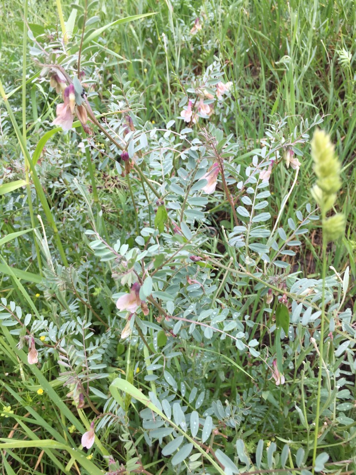 Vicia noeana