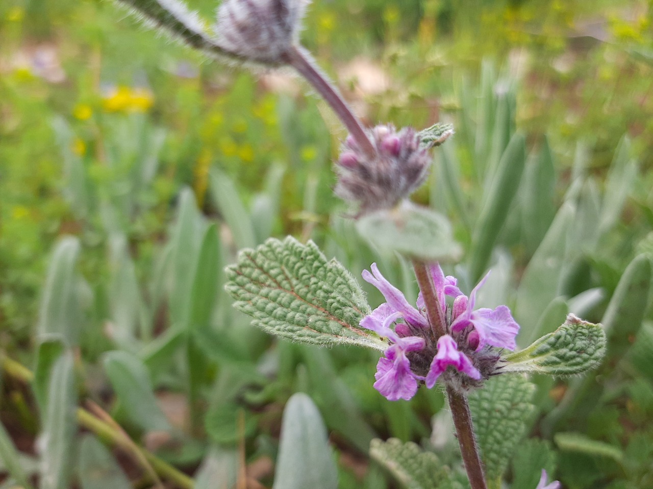 Marrubium astracanicum