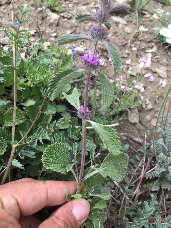 Marrubium astracanicum