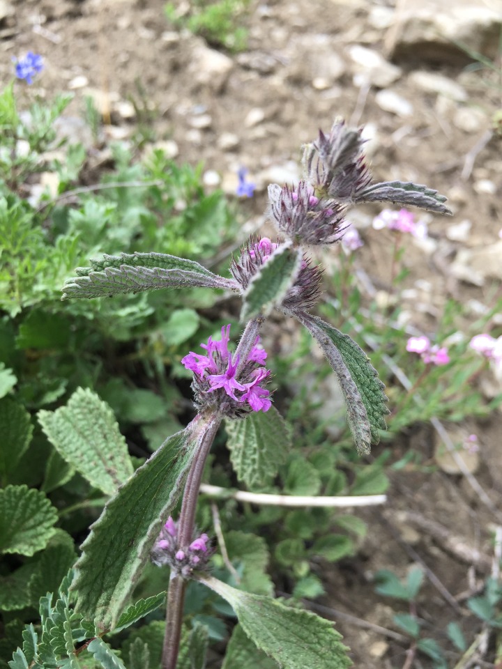 Marrubium astracanicum