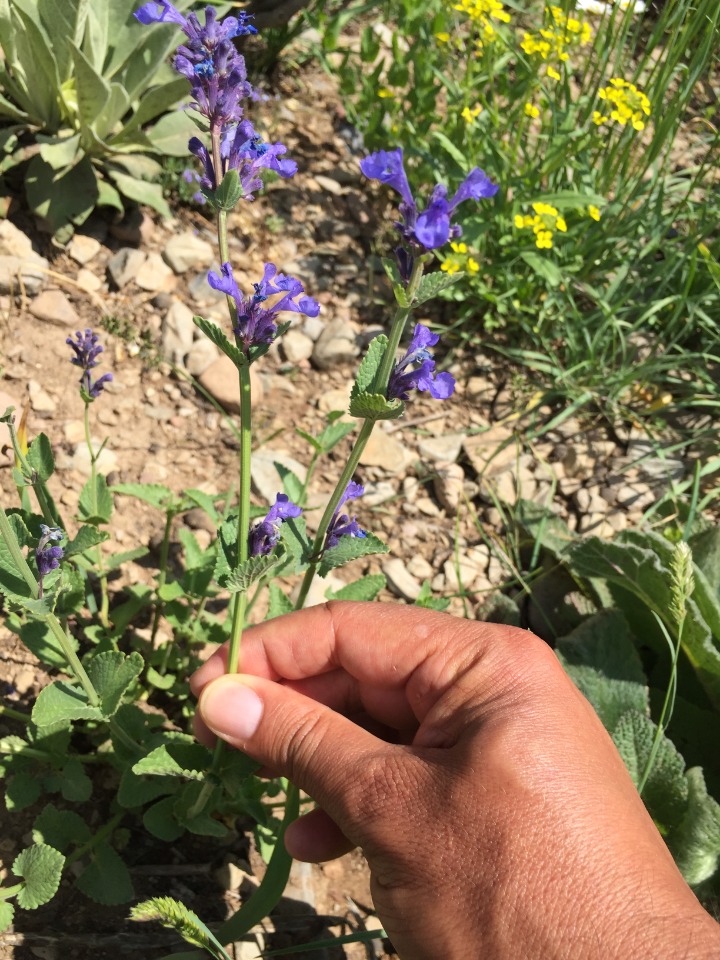 Nepeta betonicifolia