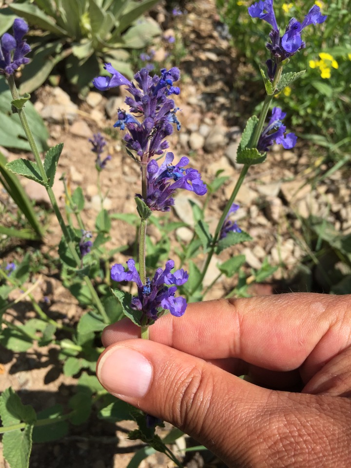 Nepeta betonicifolia