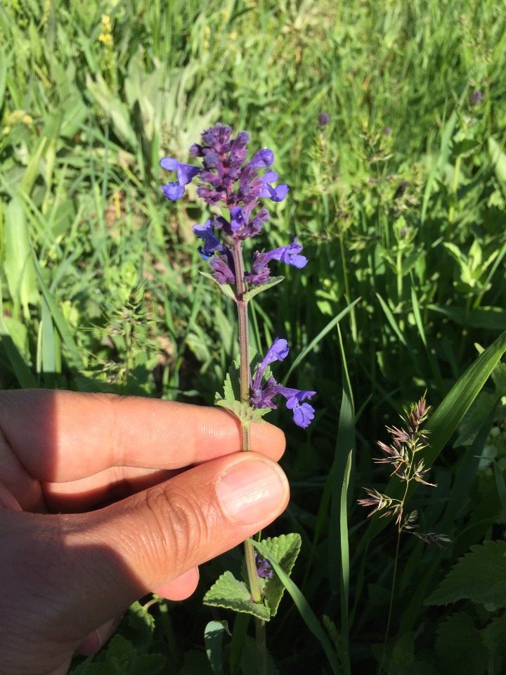 Nepeta betonicifolia