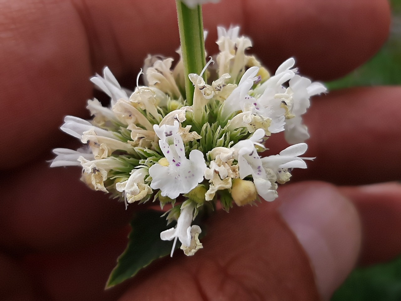 Nepeta nuda subsp. albiflora