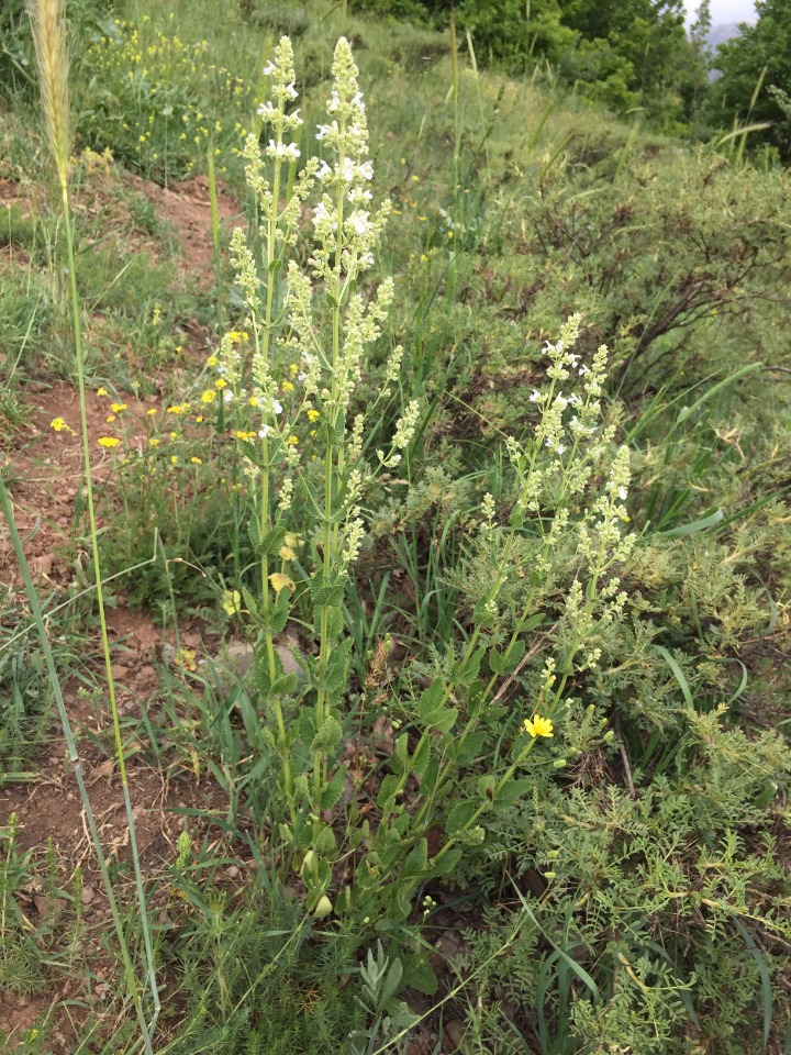 Nepeta nuda subsp. albiflora