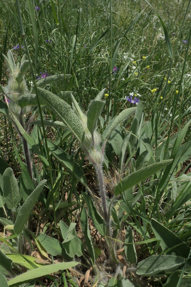 Phlomis rigida