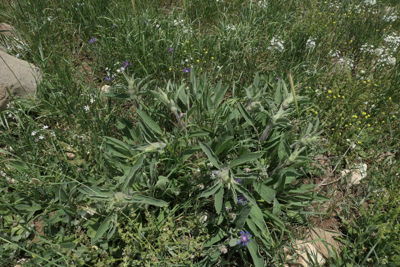 Phlomis rigida