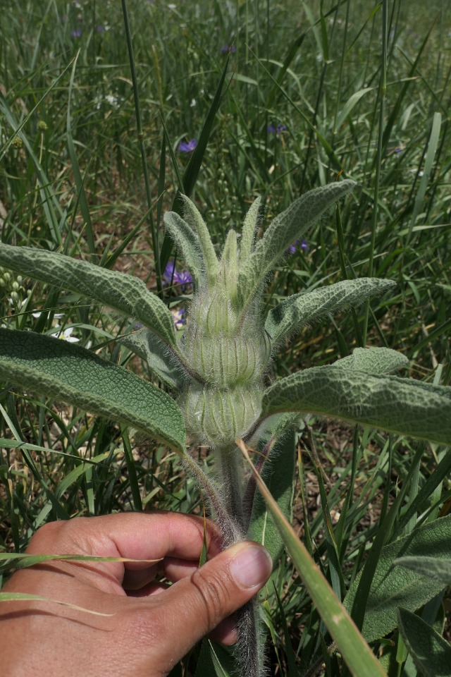 Phlomis rigida