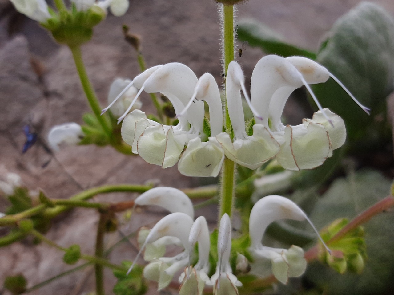 Salvia microstegia