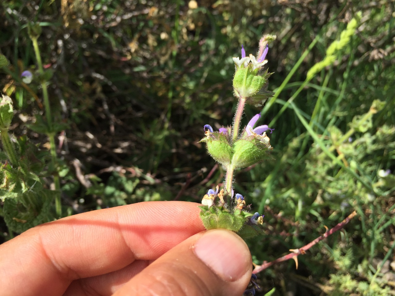 Salvia microstegia