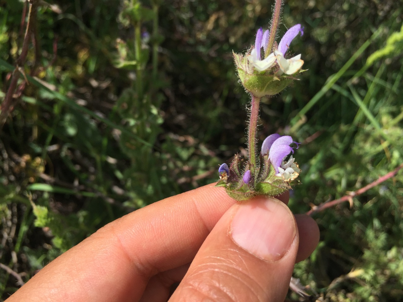 Salvia microstegia