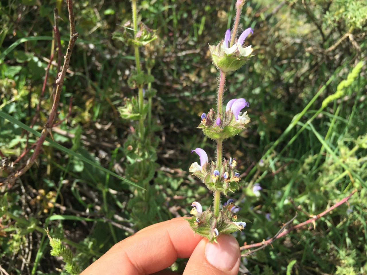 Salvia microstegia