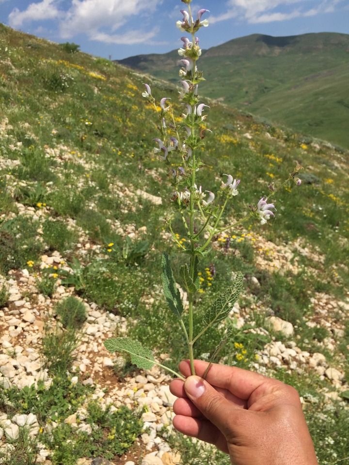 Salvia microstegia