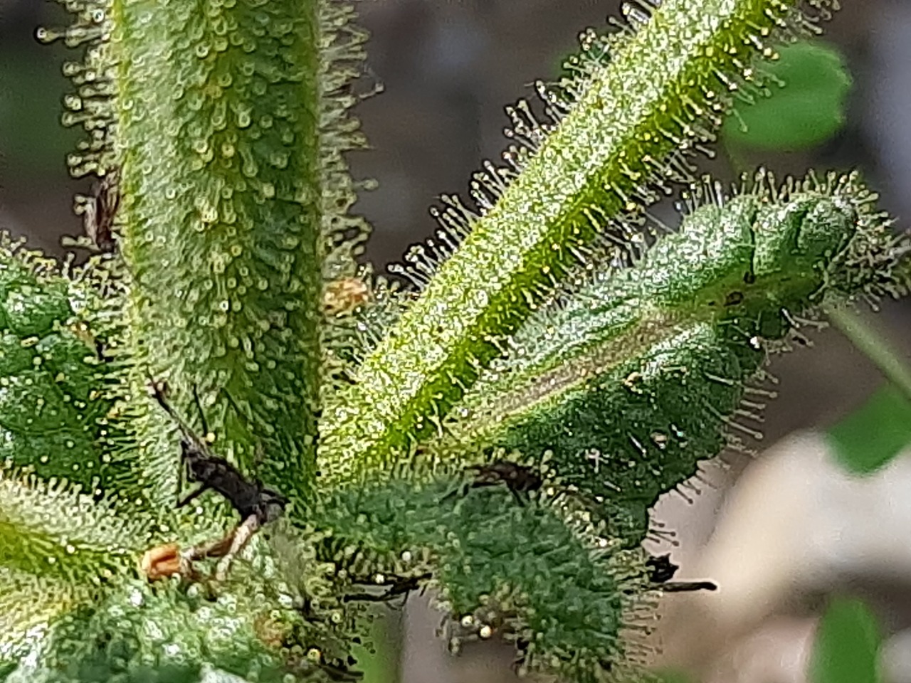 Salvia microstegia