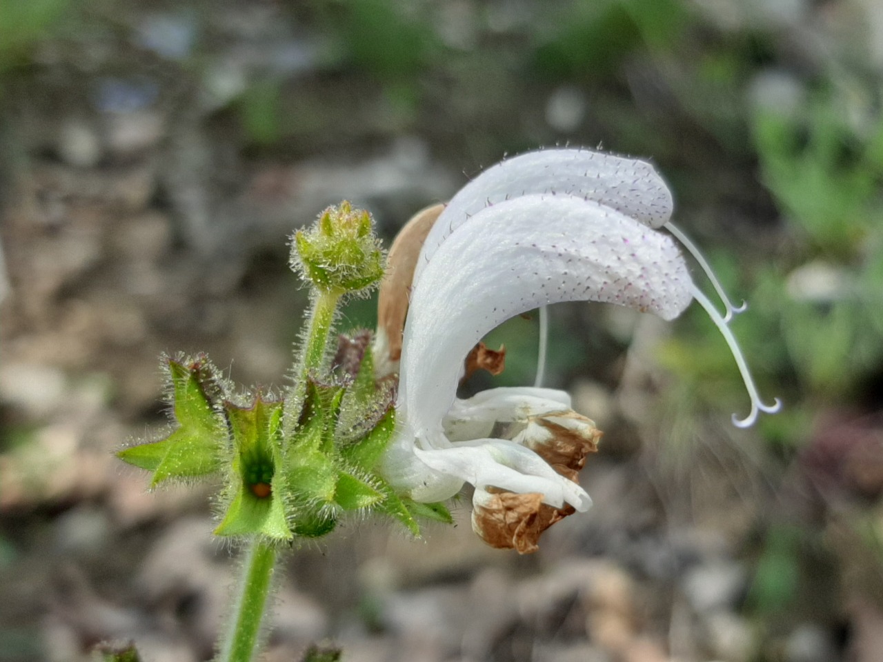 Salvia microstegia