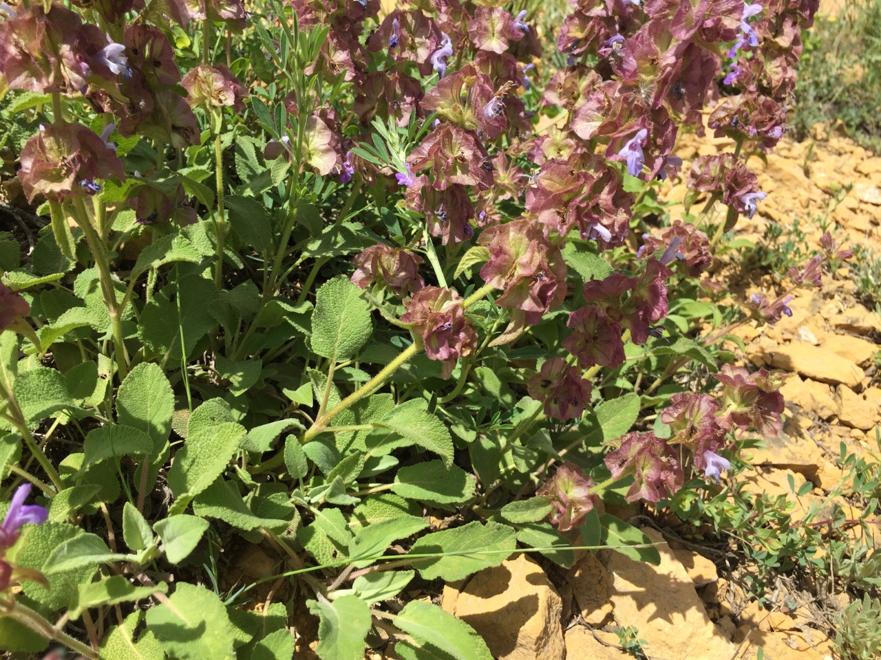 Salvia multicaulis